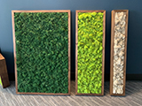 Moss art in the Async7 office